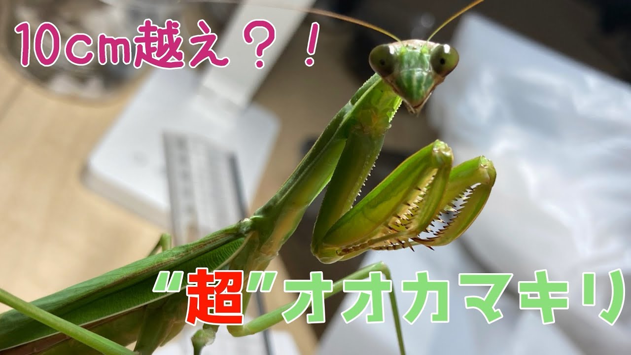 If it's over 10cm, then it's a giant praying mantis. - YouTube