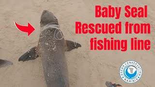 2 Baby Seals RESCUED