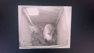 Heligan Barn Owl incubating eggs