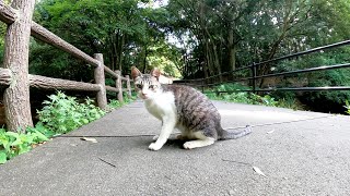 橋の前でくつろぐ猫に近づいたら、メチャクチャ警戒された