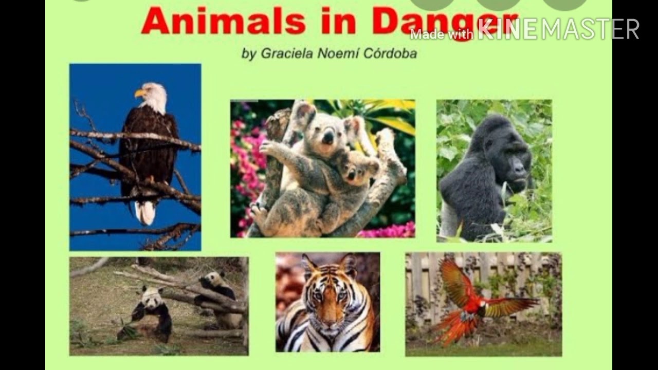 Wildlife in danger. Animals in Danger. Animals in Danger 6 класс. African animals in Danger доклад. Animals in Danger топик 6 класс.