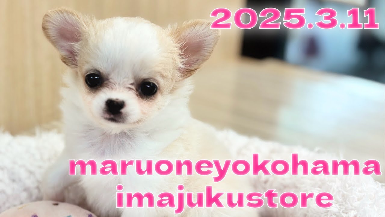 チワワ | ペットショップ マルワン 小さめ子犬 美形な子猫