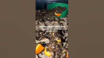 Breeding Dubia Roaches #reptiles #dubia #feeder #roach #lizard #breeding #reptile #beardeddragon