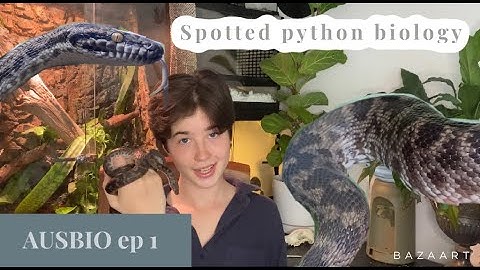 SPOTTED PYTHONS - ausbio episode 1