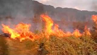 Crazy Day - Fire Is Hot - Laos