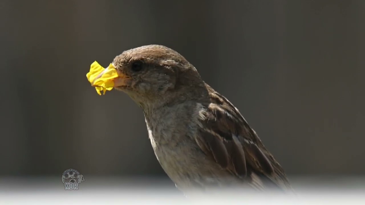 House sparrow carried a piece of flower around for a while then fed it to another 