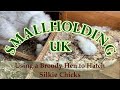 Using a Broody Hen to Hatch Silkie Chicks