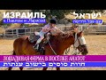 Израиль | Лошадиная ферма в посёлке Анатот