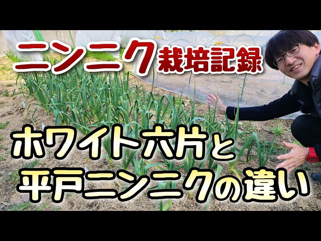 ニンニクの栽培】種球の大きさ・品種の違いとその後の成長(2月23日