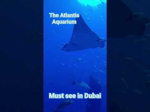 The Atlantis Aquarium in Dubai. #The Lost Chambers #underwaterworld #underthesea