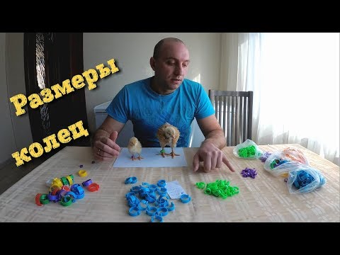 Кольцевание гусей,кур,цыплят//Размеры колец с AliExpress Кольцевание гусей,кур,цыплят//Размеры колец с AliExpress