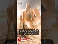 Powerful &amp; Aggressive Bull in Cattle Market | Eid-ul-Azha | APP Exclusive