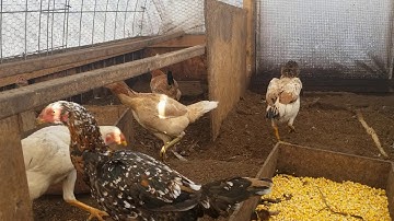 Qaib I Ayam I Shamo I Pakoi I Ganoi I Aseel I