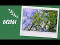 Минута в весеннем лесу / Spring forest