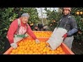 Harvest Orange Orchard - Modern Oranges Processing Line - Amazing Orange Juice Processing Technology