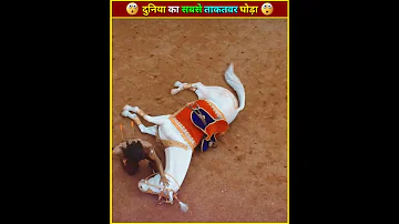 दुनिया का सबसे ताकतवर घोड़ा | महाराणा प्रताप चेतक गाथा #viral #shorts