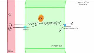 Parietal Cell Acid Production