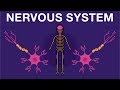 The Intricate Functions of the Nervous System and Its Key Components