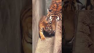SIBERIA WILD | World’s Most Ferocious Predators | Nature Animal Documentary: "Wild Siberian Tiger