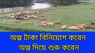হাঁস পালনের কিছু হিসাব | হাঁসের পুষ্টিকর খাবার | ডিমের হাঁসের খাবার | আবদ্ধ অবস্থায়হাঁস পালন