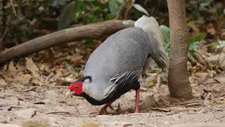 Kalij Pheasant (Lophura leucomelanos lineata)