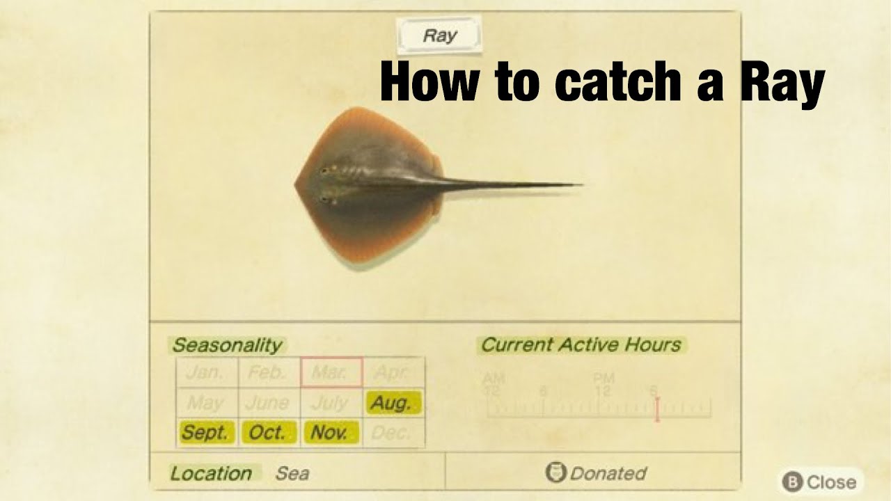 How To Catch A Ray In Animal Crossing New Horizons!