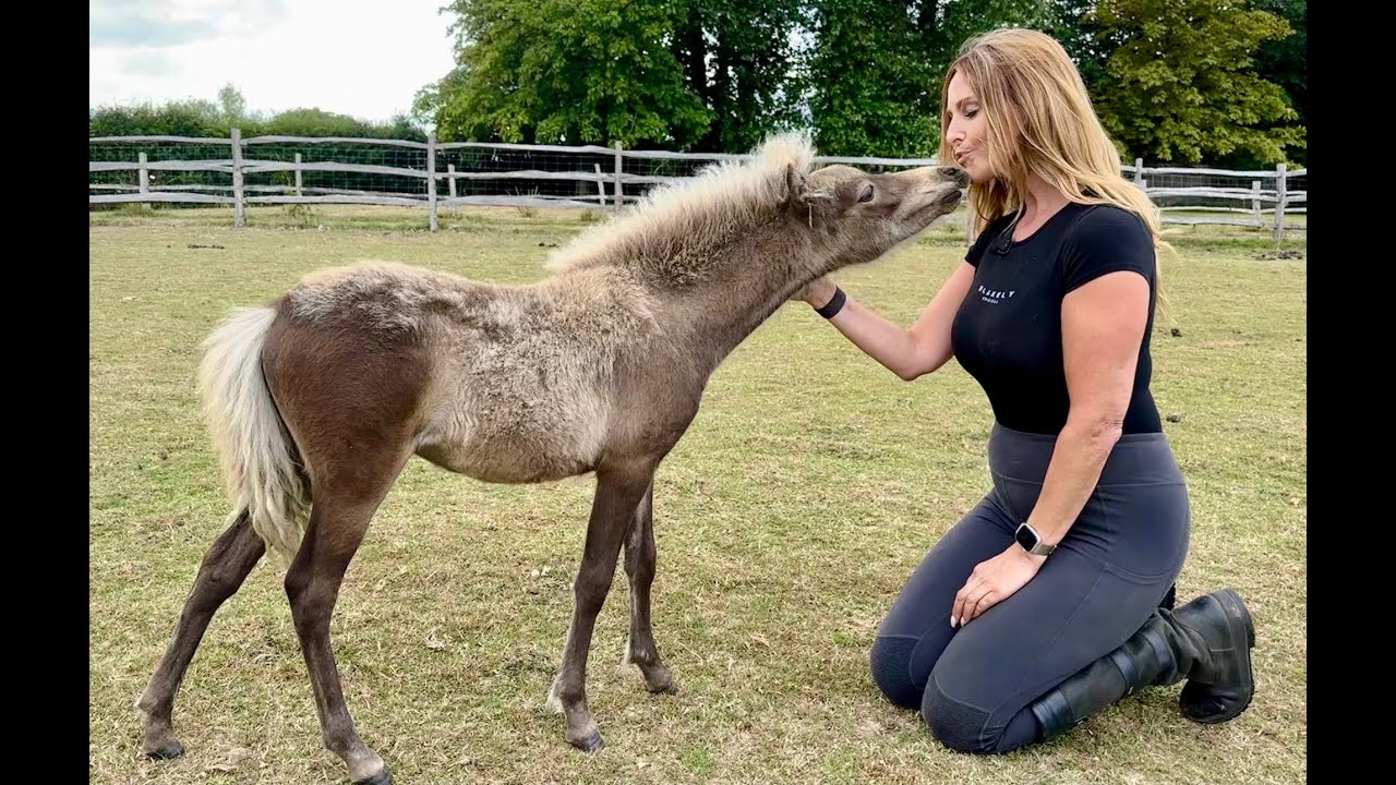 WORLD S SMALLEST HORSE The Miniature Horse YouTube WORLD S SMALLEST HORSE The Miniature Horse YouTube