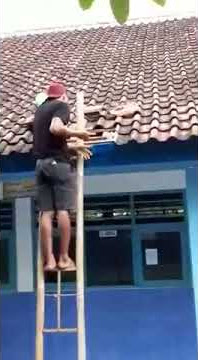 Sengat lebah anunya besar