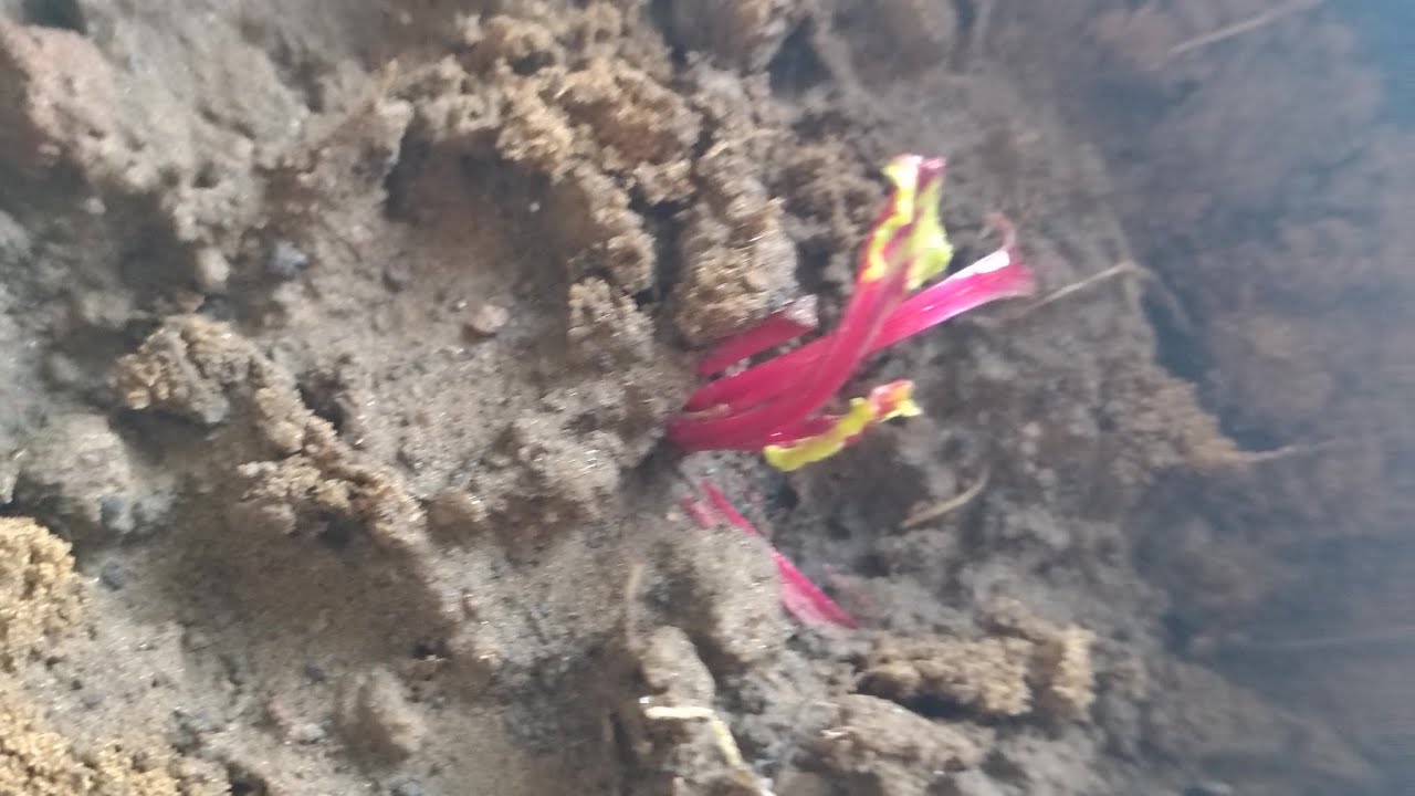 Mere Ghar aaya naya member 😊😊