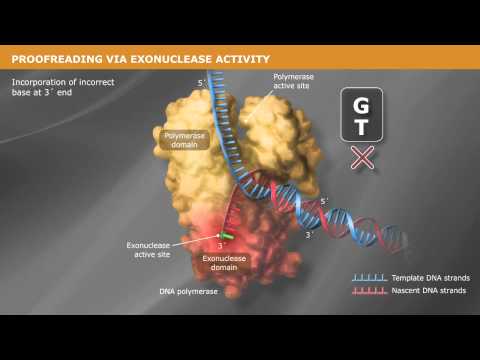 Video: Hvilket enzym korrekturlæser og reparerer DNA?