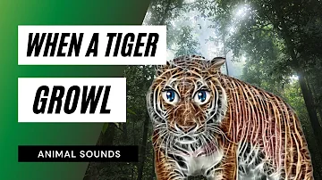 When A Tiger Growl - sound of tiger growling - tiger sound effect loud