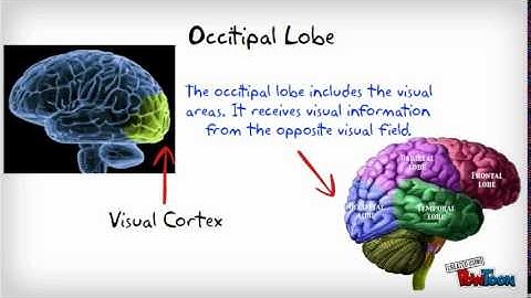 The Cerebral Cortex