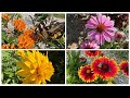 Blooming Perennials For Mid Summer - A Photo Essay