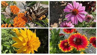 Blooming Perennials For Mid Summer - A Photo Essay