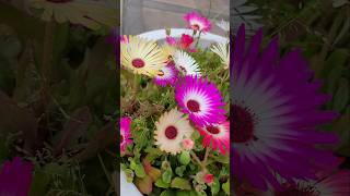 Celebrity Daisy blooming! #daisy #bloom #garden #bengalivlog Profile