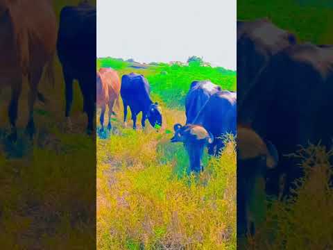 🐄