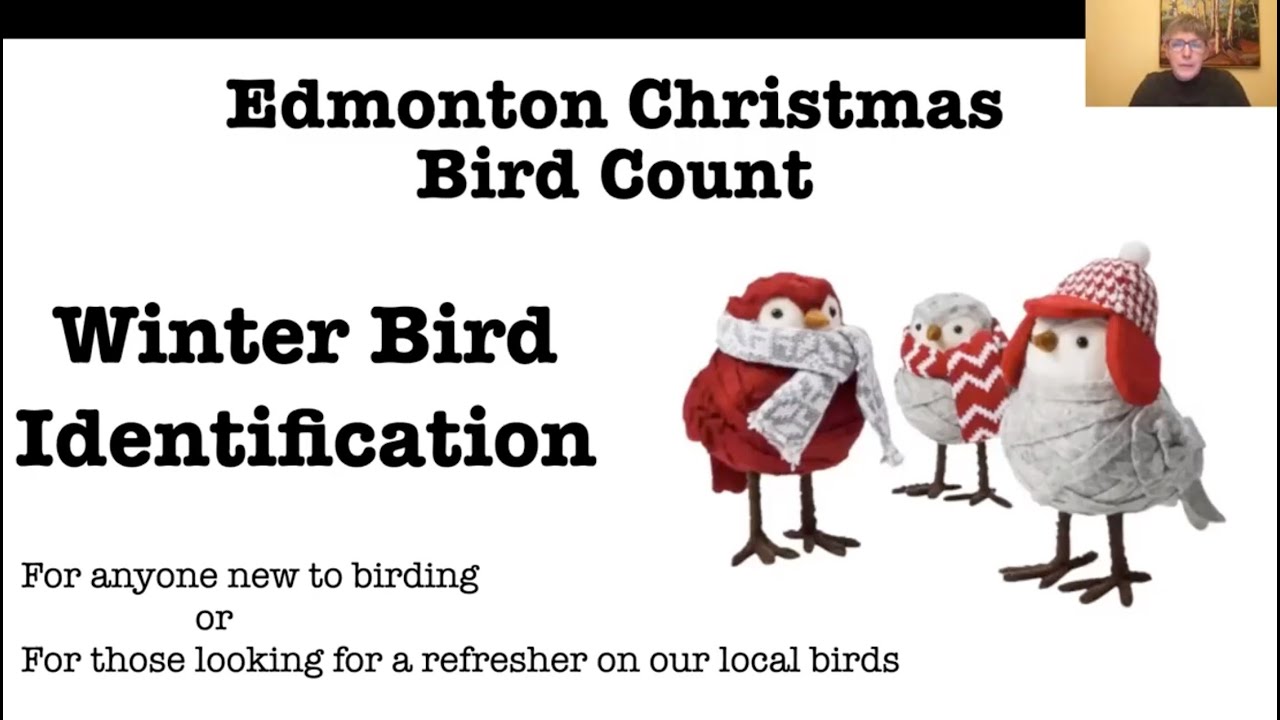 Winter Bird Identification (ECBC)  22.11.30