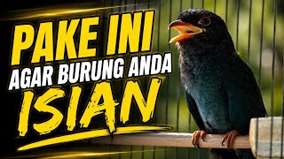 TENGKEK BUTO SUPER MEWAH Cocok Untuk paud || GACOR & TEMBAKAN RAPAT || MASTERAN BURUNG 