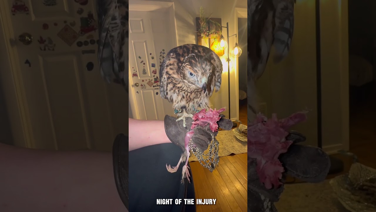 Update on Moose! #falconry #hunting #birdsofprey