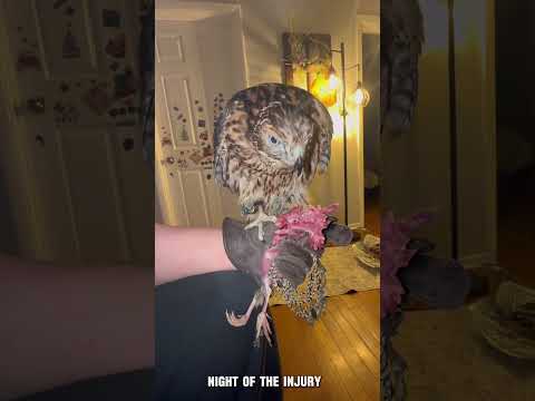 Update on Moose! #falconry #hunting #birdsofprey