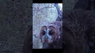 #Carabo #Strix #Aluco #Fauna Iberica #Fototrampeo Huellas y #rastros #CEGandia #video  #shorts #buho