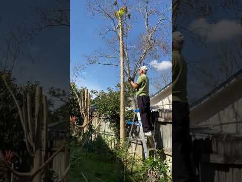 Video: Tăierea copacilor de papau - Trebuie să tăiați copacii de papaya