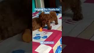 Original Toy Poodle For sale contact 8431593435 #toypoodle #shorts