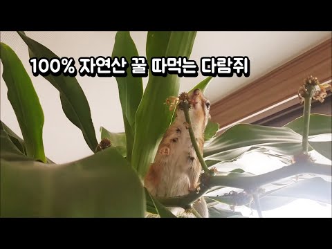 <strong>100</strong>% 자연산 <strong>꿀</strong> 따먹는 다람쥐