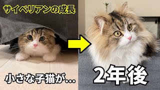 【5年間成長し続ける大型猫】サイベリアンの子猫が2年でこんなに大きくなりました！！