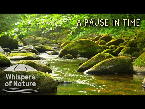 자연의 속삭임 🍃 당신의 삶에 작은 쉼표를 찍어보세요 | 수면, 명상, 공부 ASMR