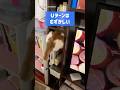 踏んだり蹴ったりの猫
