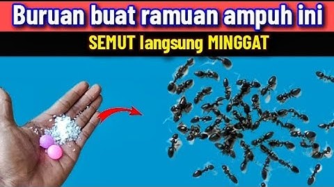 Cukup pakai ini saja!! Semut langsung mati di tempat dan pergi selamanya