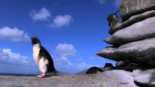 Penguin Fail  Best Bloopers from Penguins Spy in the Huddle