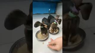 cutte dog @tiktok.shotty